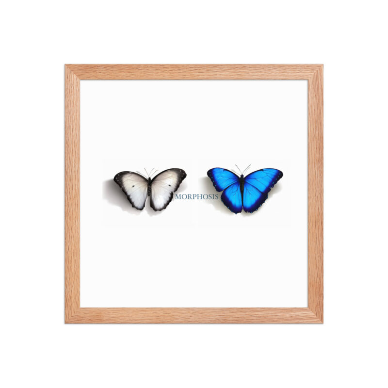 Framed poster, morpho (Morpho peleides) and white (Pieris rapae) butterflies: morphosis - Image 18