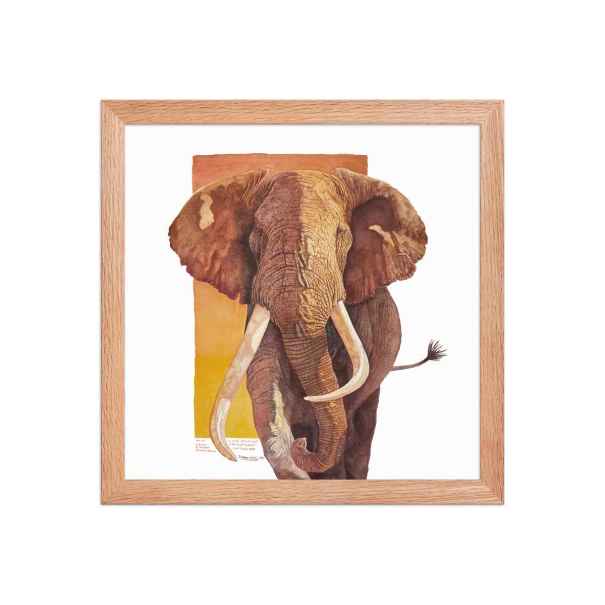 Framed poster, "Tim", one of the last of the giant tuskers - Image 14