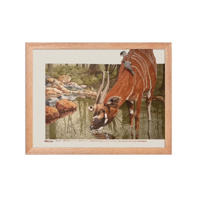 Framed poster, Mountain bongo - Image 7