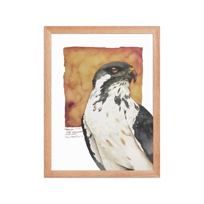Framed poster, "Gene" the augur buzzard from KBOPT - Image 10