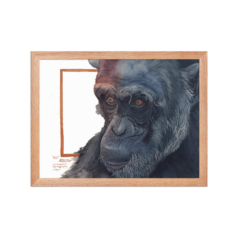 Framed poster, Roy, a chimp from Sweetwaters - Image 15