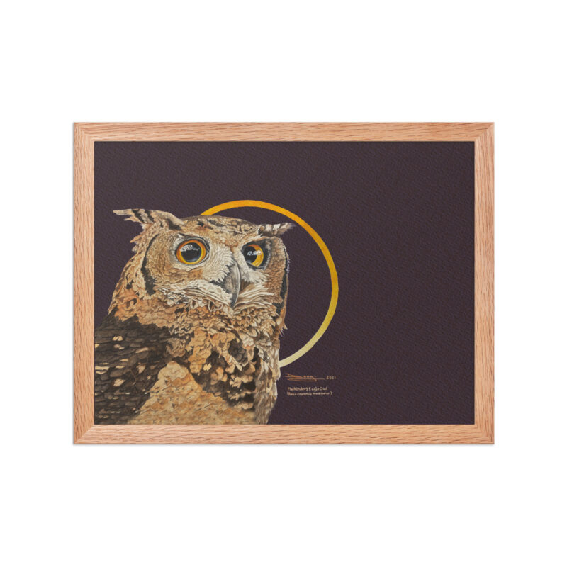 Framed poster, Mackinder's eagle owl - Image 15