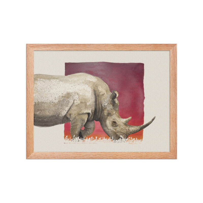 Framed poster, black rhino,Ol Pejeta - Image 8