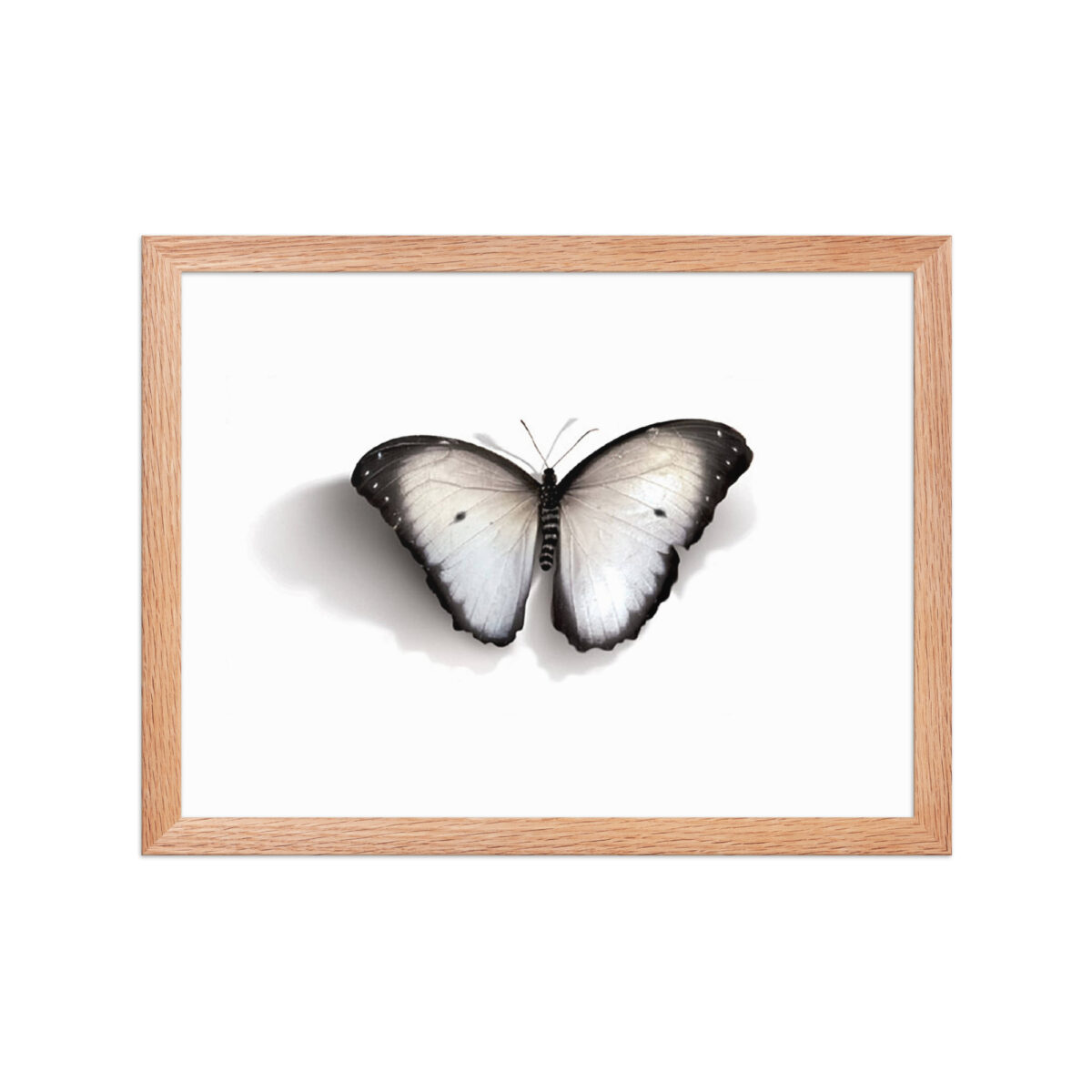 Framed poster, white butterfly - Image 14