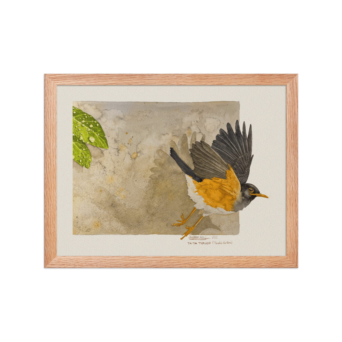 Framed poster,  Taita thrush - Image 8