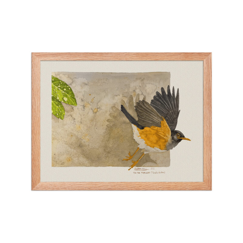 Framed poster,  Taita thrush - Image 8