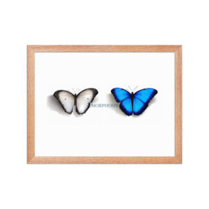 Framed poster, morpho (Morpho peleides) and white (Pieris rapae) butterflies: morphosis