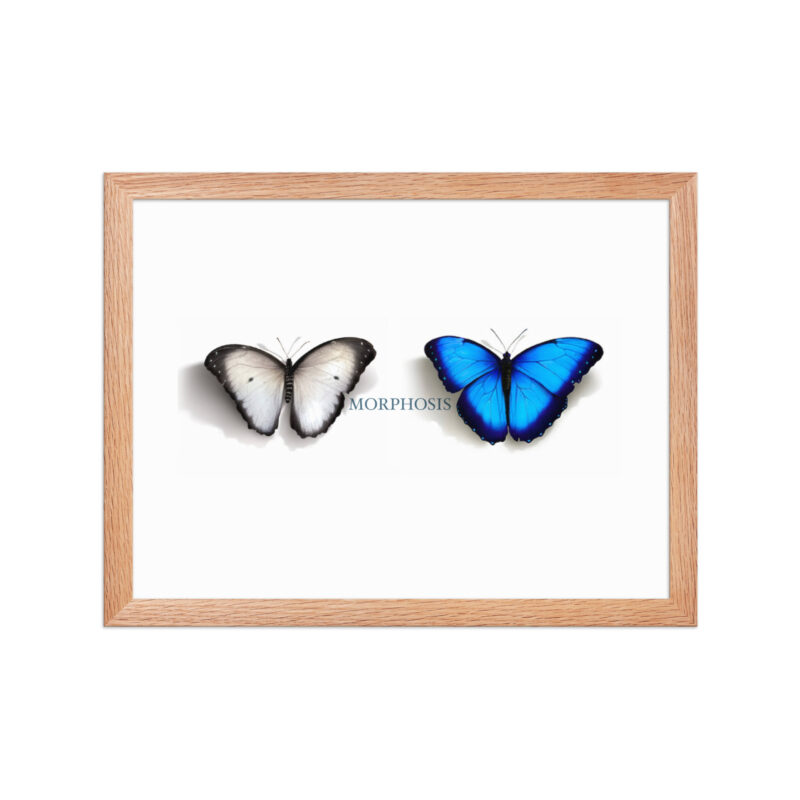 Framed poster, morpho (Morpho peleides) and white (Pieris rapae) butterflies: morphosis