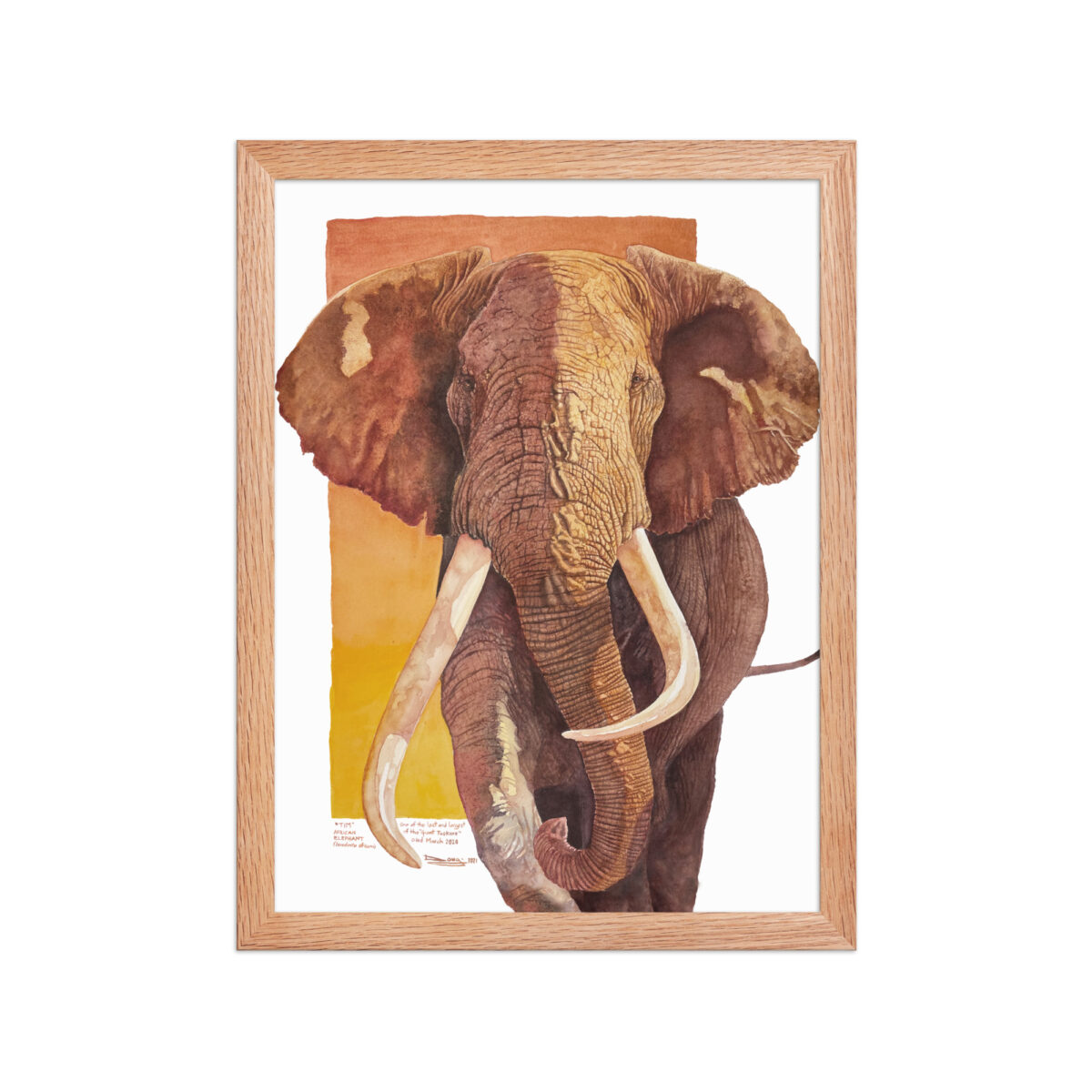 Framed poster, "Tim", one of the last of the giant tuskers - Image 15