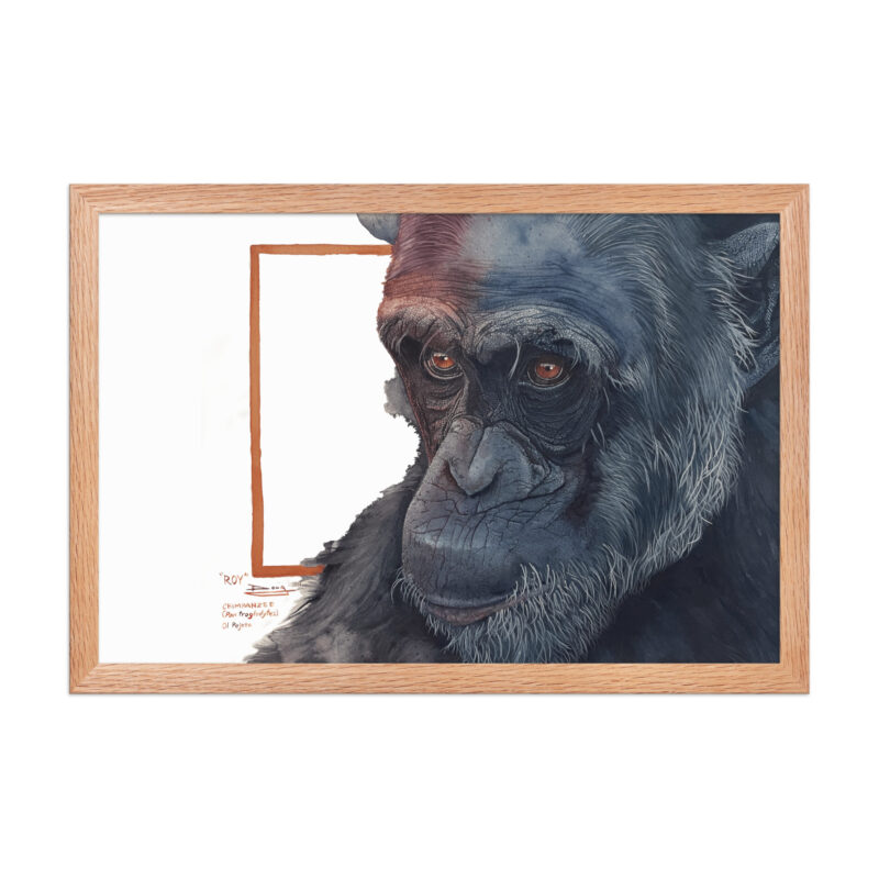 Framed poster, Roy, a chimp from Sweetwaters - Image 16