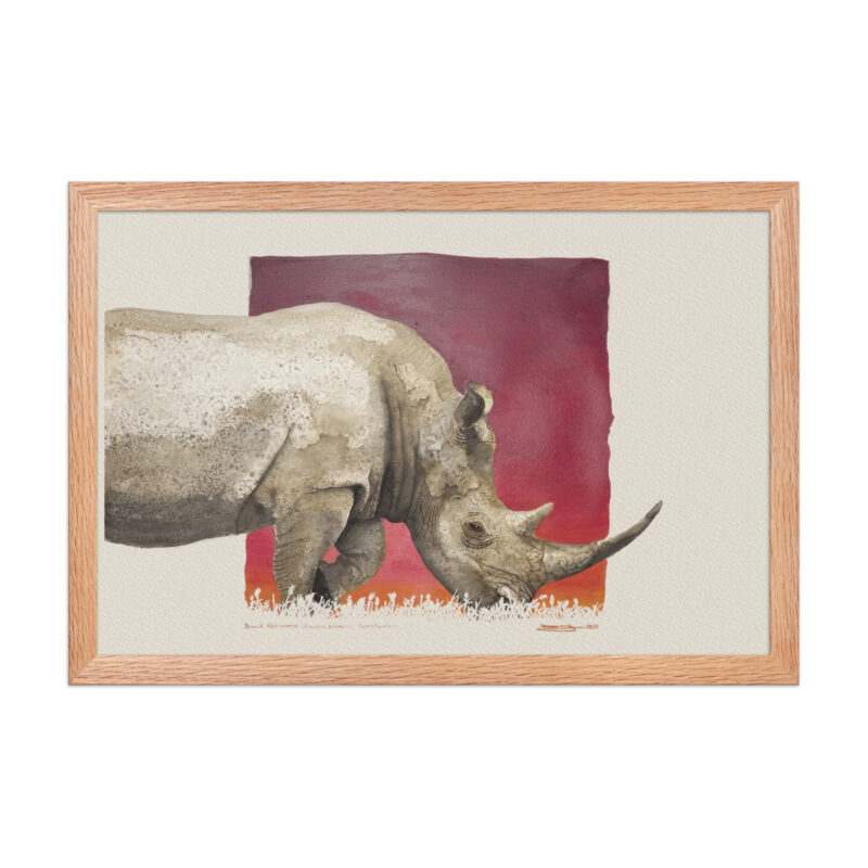 Framed poster, black rhino - Image 9