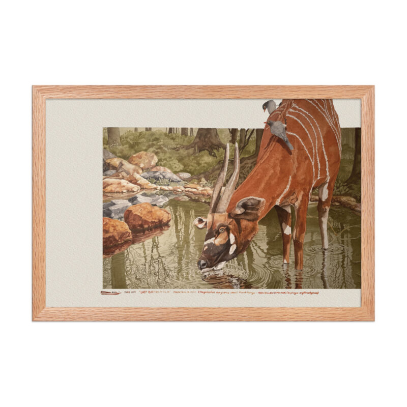 Framed poster, save the bongo - Image 8