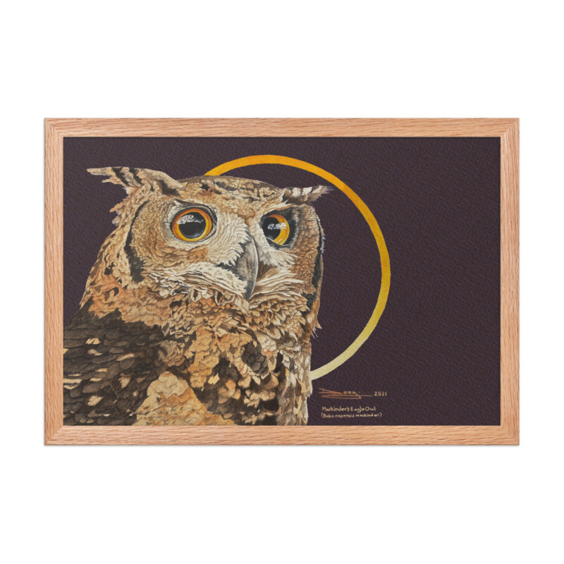 Framed poster, Mackinder's eagle owl - Image 16