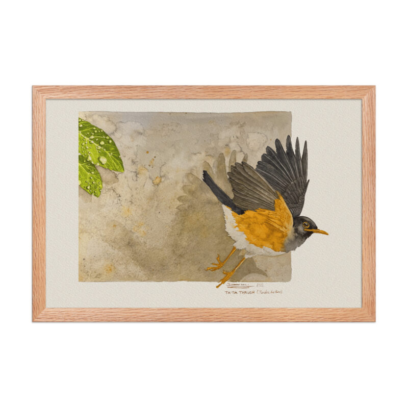 Framed poster,  Taita thrush - Image 9