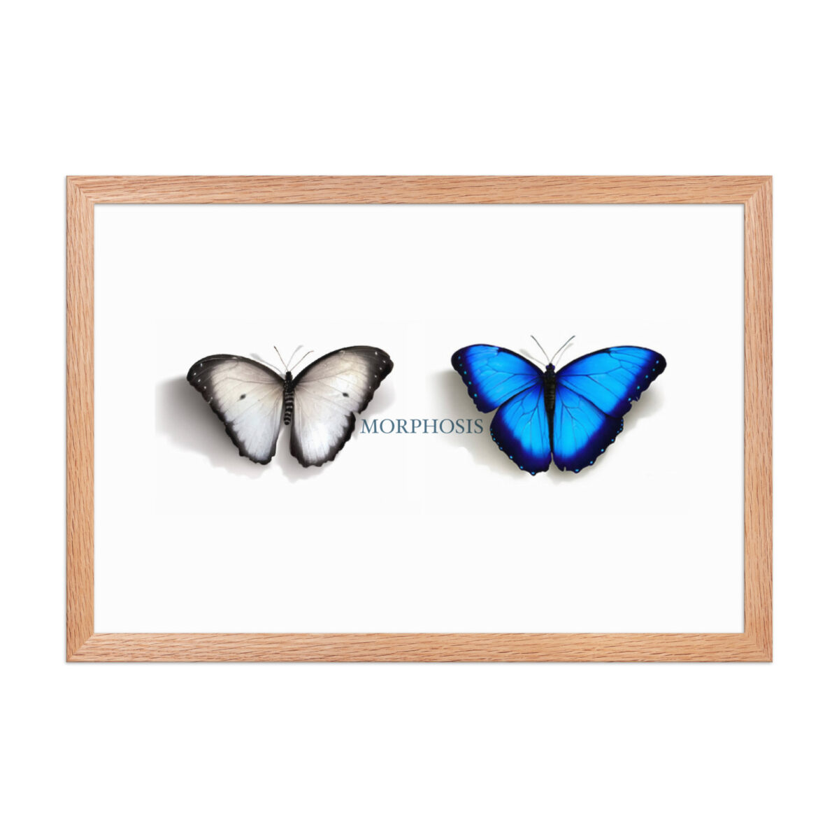 Framed poster, morpho (Morpho peleides) and white (Pieris rapae) butterflies: morphosis - Image 19