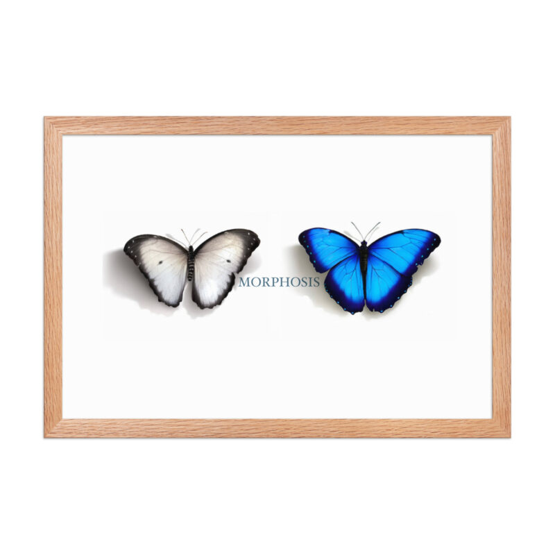 Framed poster, morpho (Morpho peleides) and white (Pieris rapae) butterflies: morphosis - Image 19