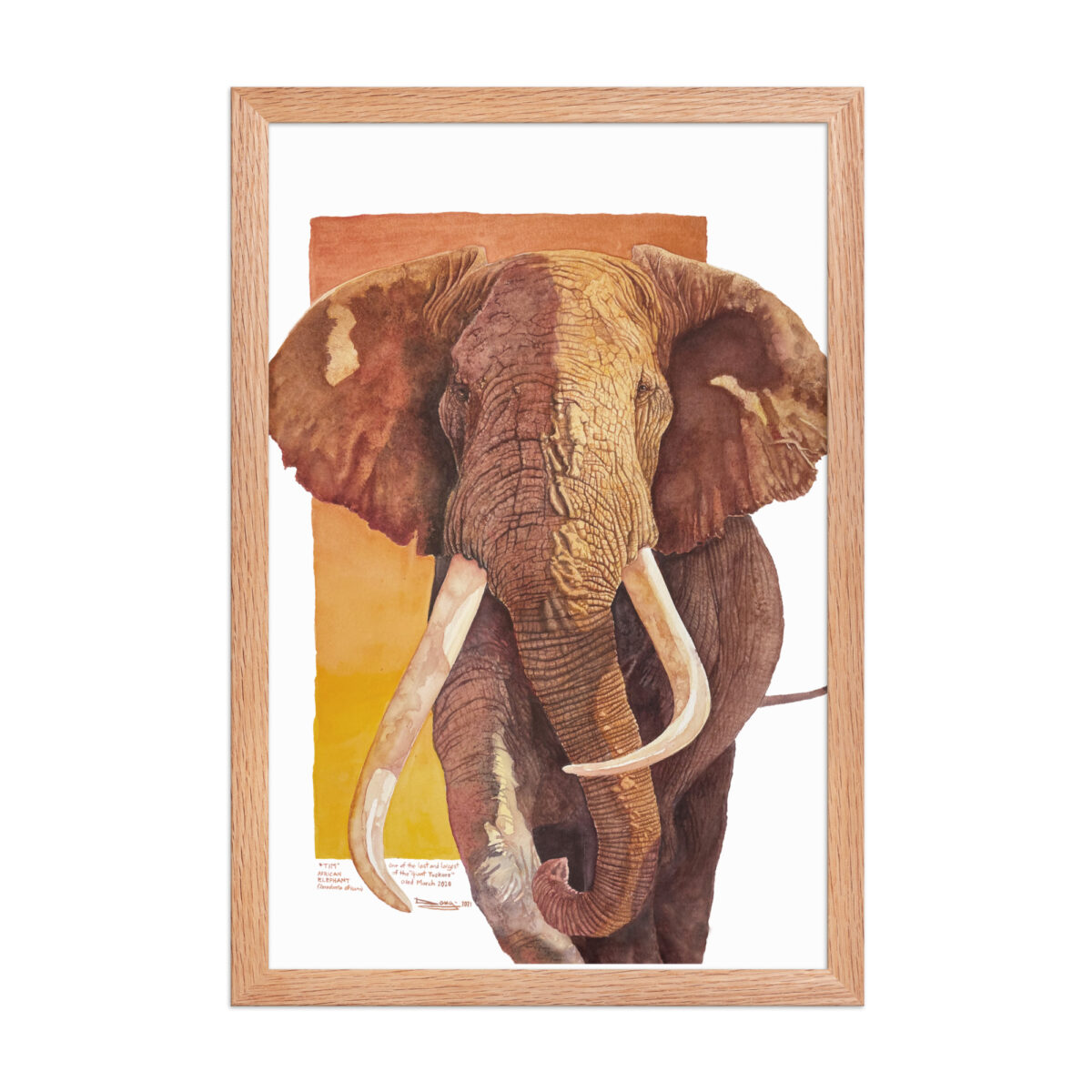 Framed poster, "Tim", one of the last of the giant tuskers - Image 16