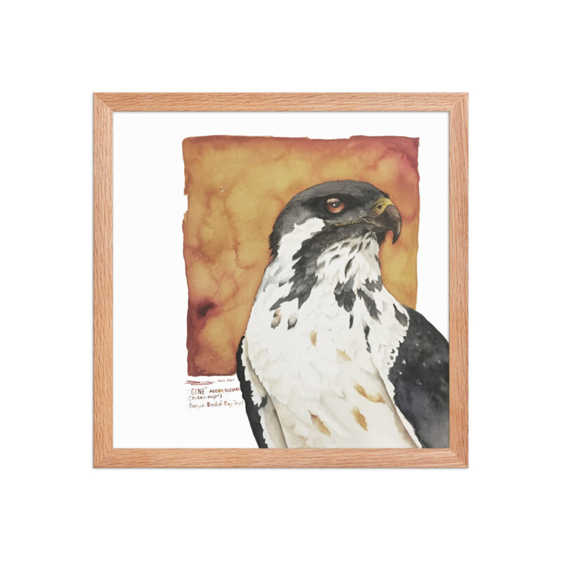 Framed poster, "Gene" the augur buzzard from KBOPT - Image 12