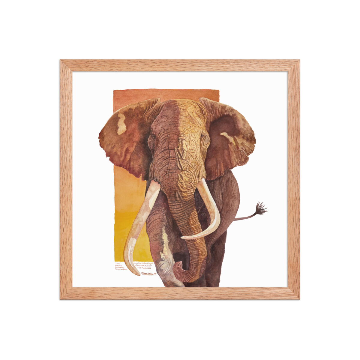 Framed poster, "Tim", one of the last of the giant tuskers - Image 17
