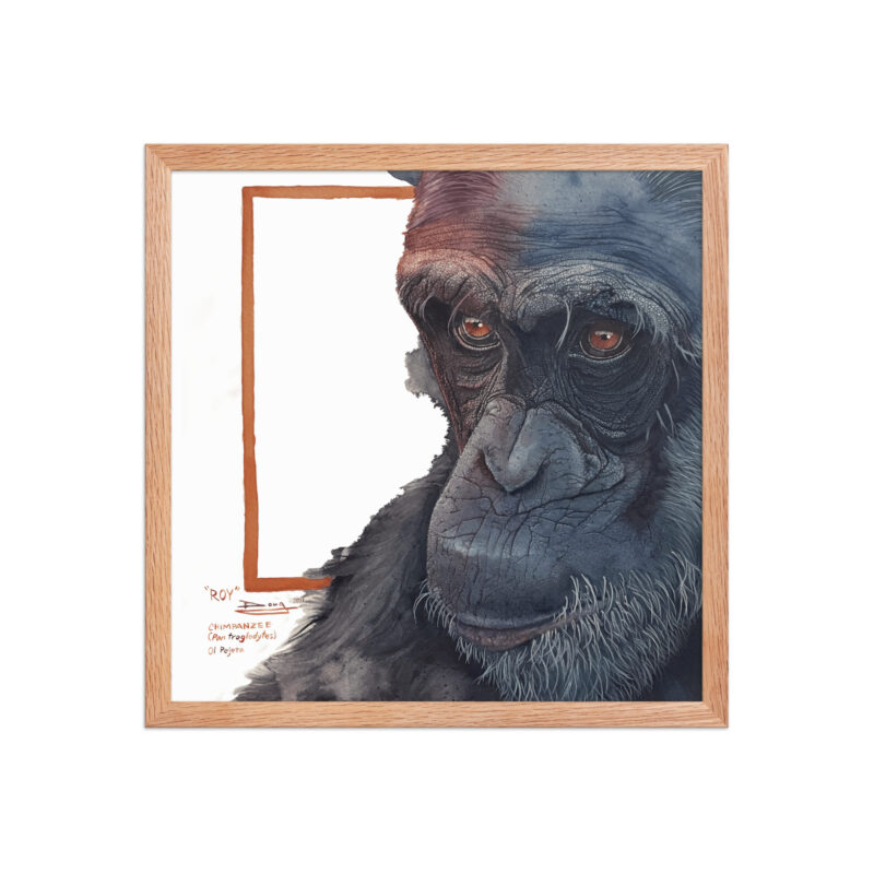 Framed poster, Roy, a chimp from Sweetwaters - Image 18