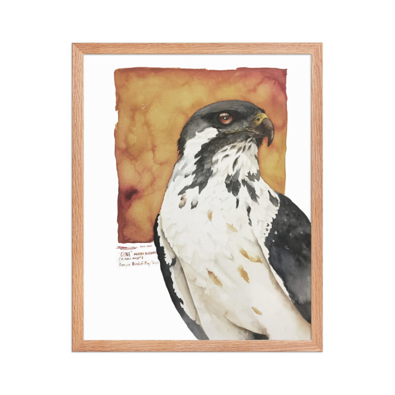 Framed poster, "Gene" the augur buzzard from KBOPT - Image 14