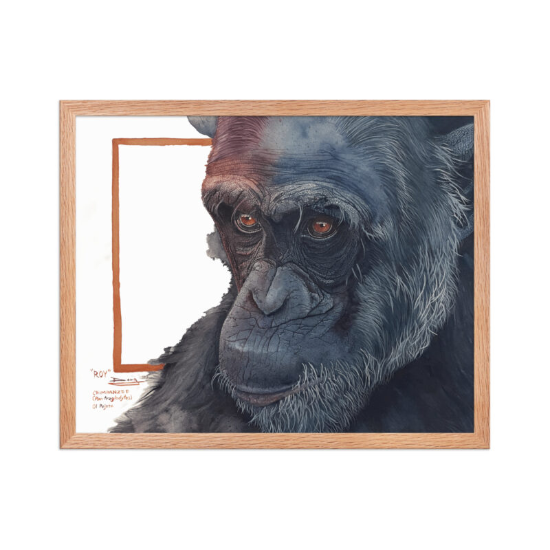 Framed poster, Roy, a chimp from Sweetwaters - Image 19