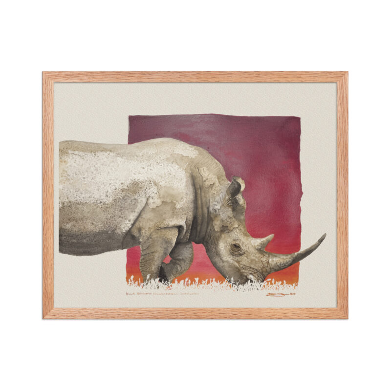 Framed poster, black rhino - Image 10