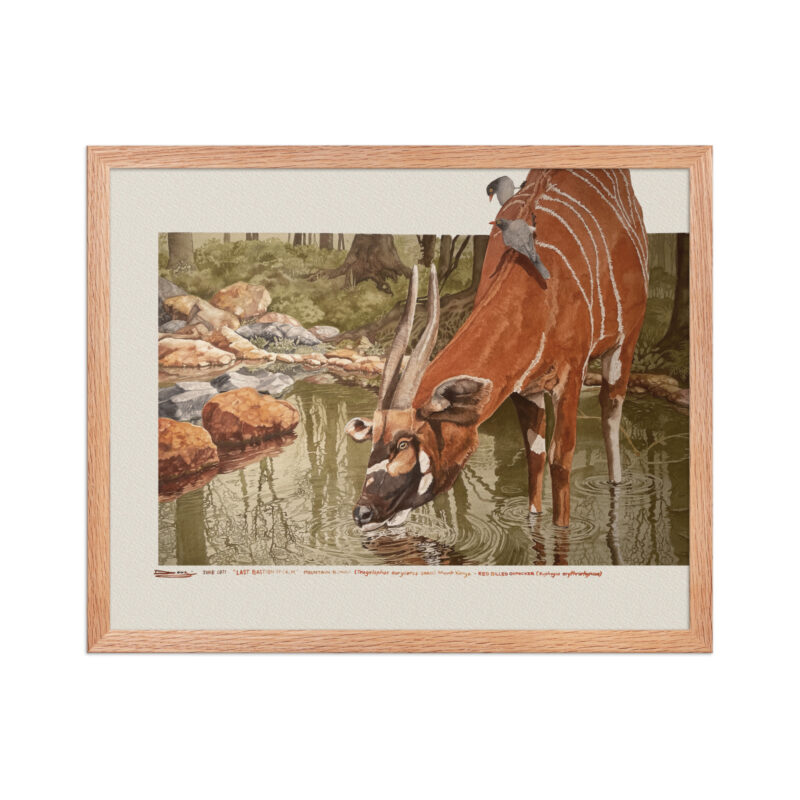 Framed poster, save the bongo - Image 9
