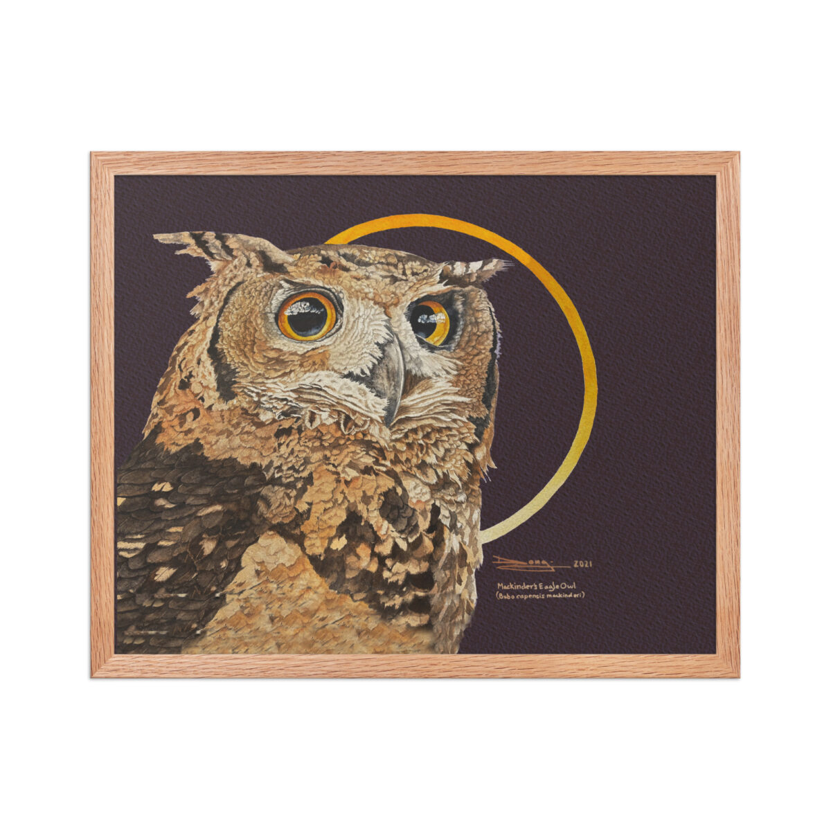 Framed poster, Mackinder's eagle owl - Image 19