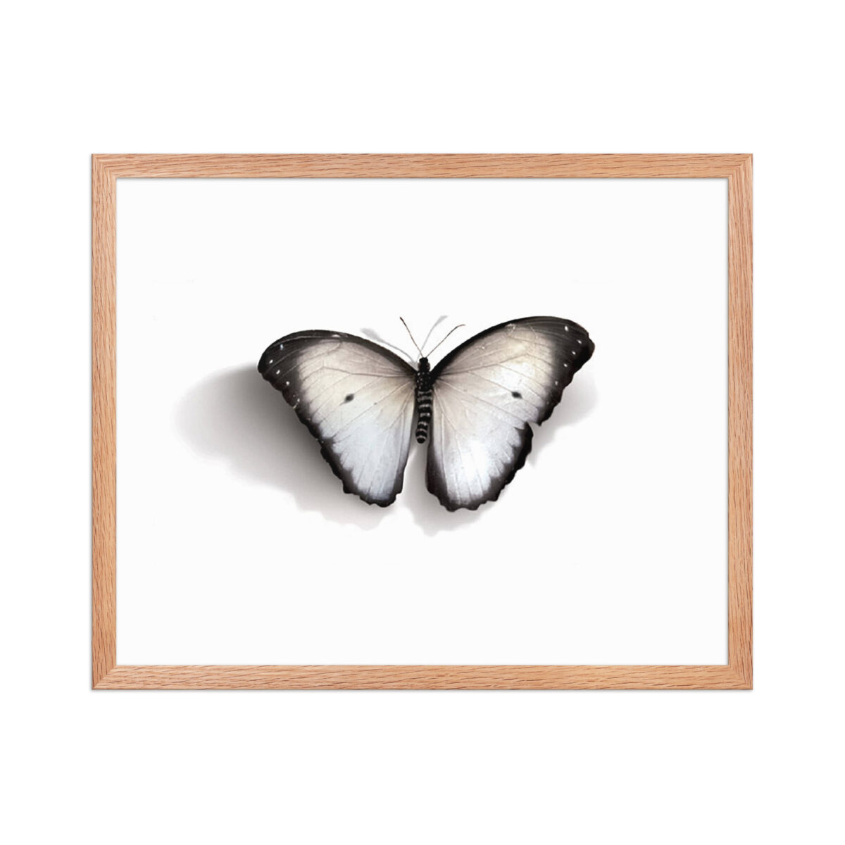 Framed poster, white butterfly - Image 18