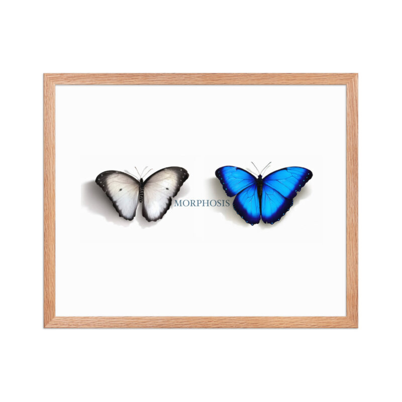Framed poster, morpho (Morpho peleides) and white (Pieris rapae) butterflies: morphosis - Image 22
