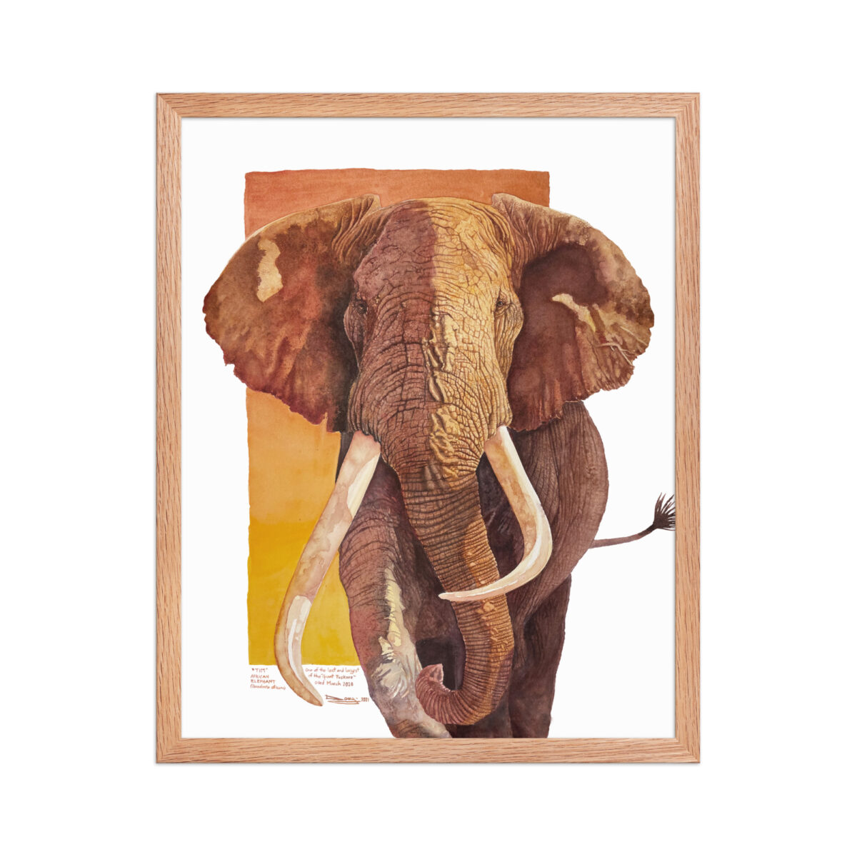 Framed poster, "Tim", one of the last of the giant tuskers - Image 19