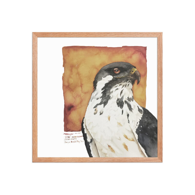 Framed poster, "Gene" the augur buzzard from KBOPT - Image 15