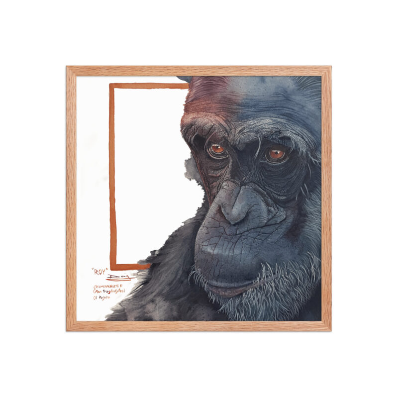 Framed poster, Roy, a chimp from Sweetwaters - Image 20