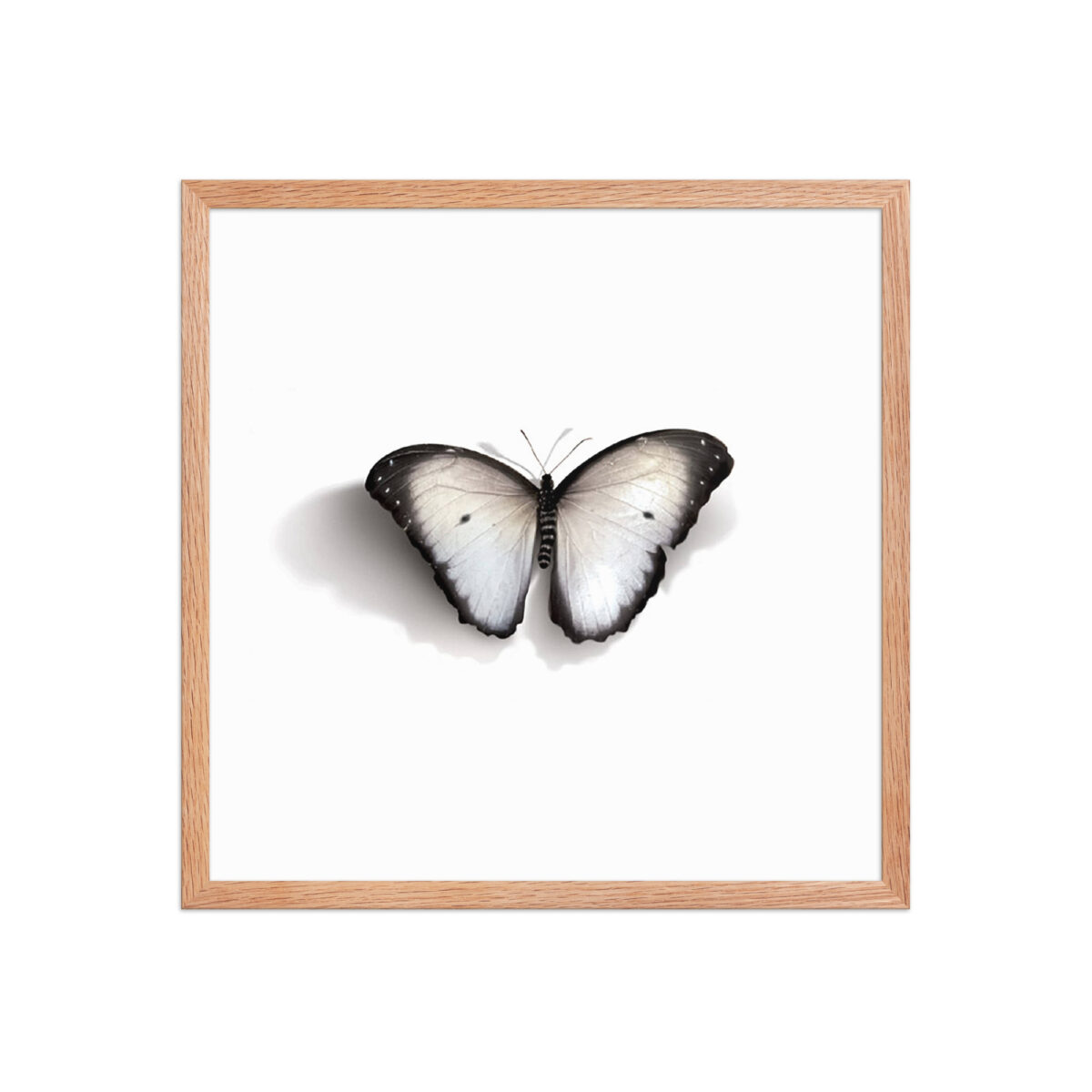 Framed poster, white butterfly - Image 19