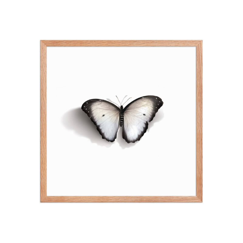 Framed poster, white butterfly - Image 19