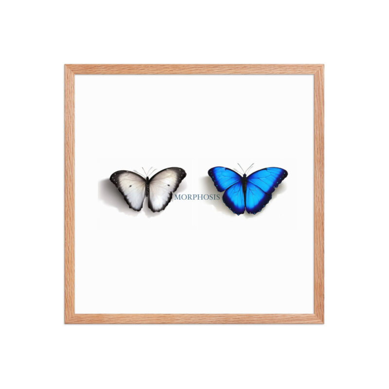 Framed poster, morpho (Morpho peleides) and white (Pieris rapae) butterflies: morphosis - Image 23