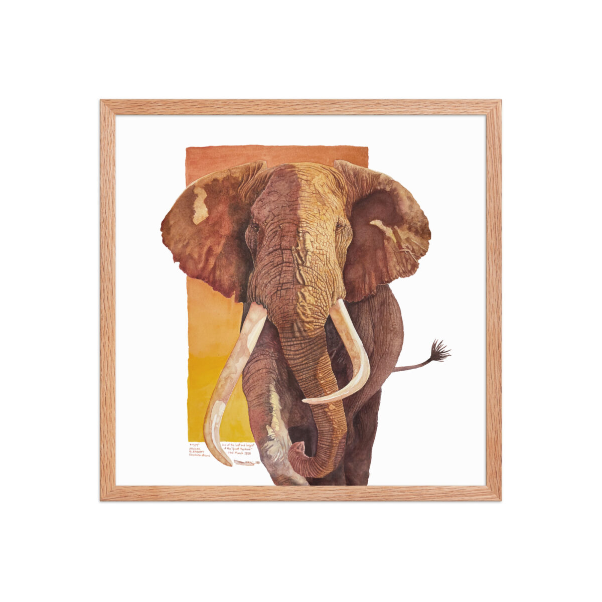 Framed poster, "Tim", one of the last of the giant tuskers - Image 20