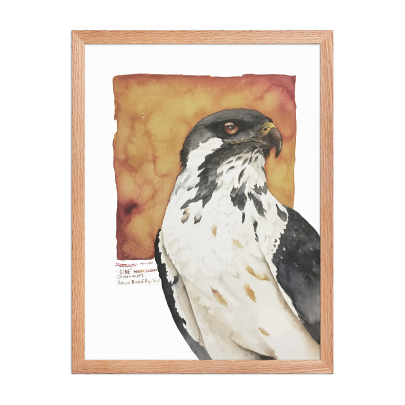 Framed poster, "Gene" the augur buzzard from KBOPT - Image 16