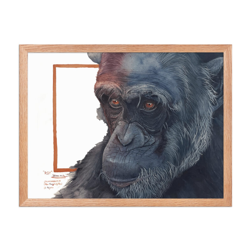 Framed poster, Roy, a chimp from Sweetwaters