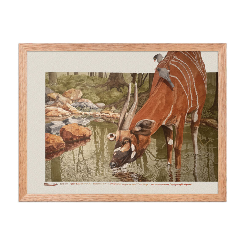 Framed poster, save the bongo - Image 10