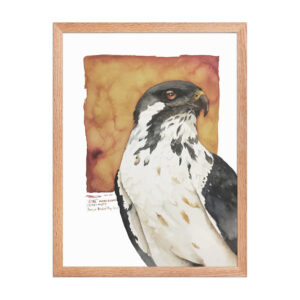 Framed poster, "Gene" the augur buzzard