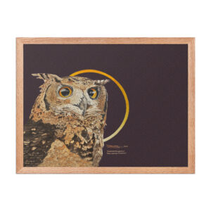 Framed poster, Mackinder's eagle owl