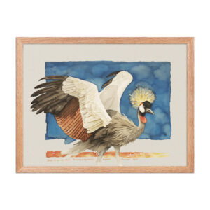 Framed poster Grey-crowned crane