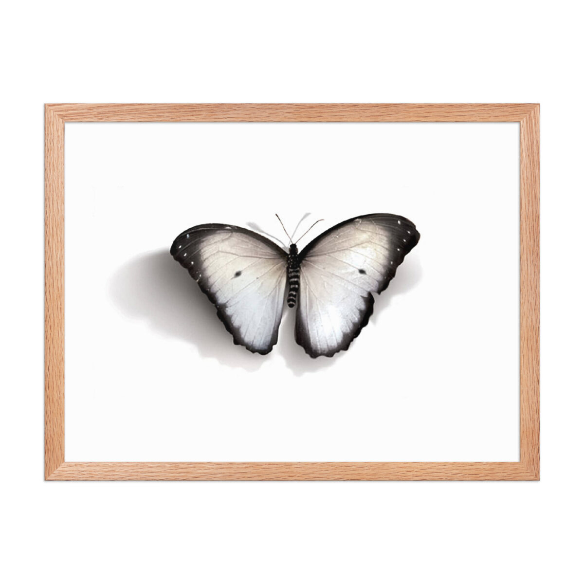 Framed poster, white butterfly - Image 20