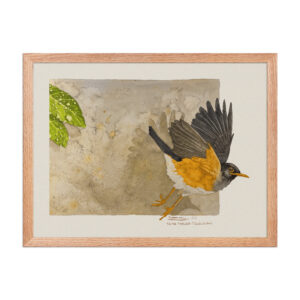 Framed poster,  Taita thrush