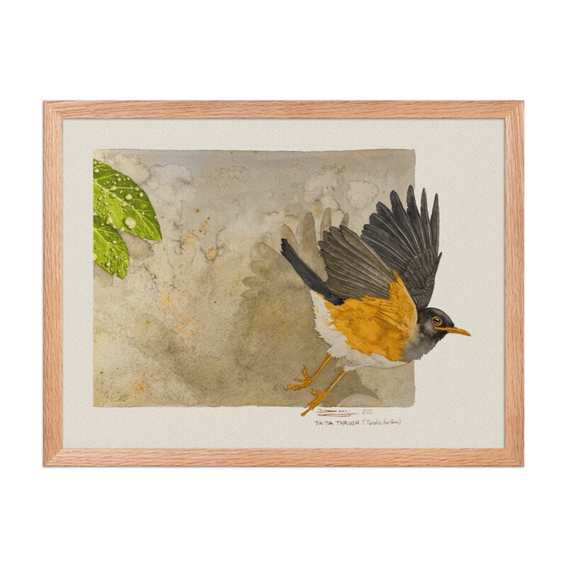 Framed poster,  Taita thrush