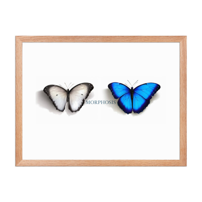 Framed poster, morpho (Morpho peleides) and white (Pieris rapae) butterflies: morphosis - Image 24