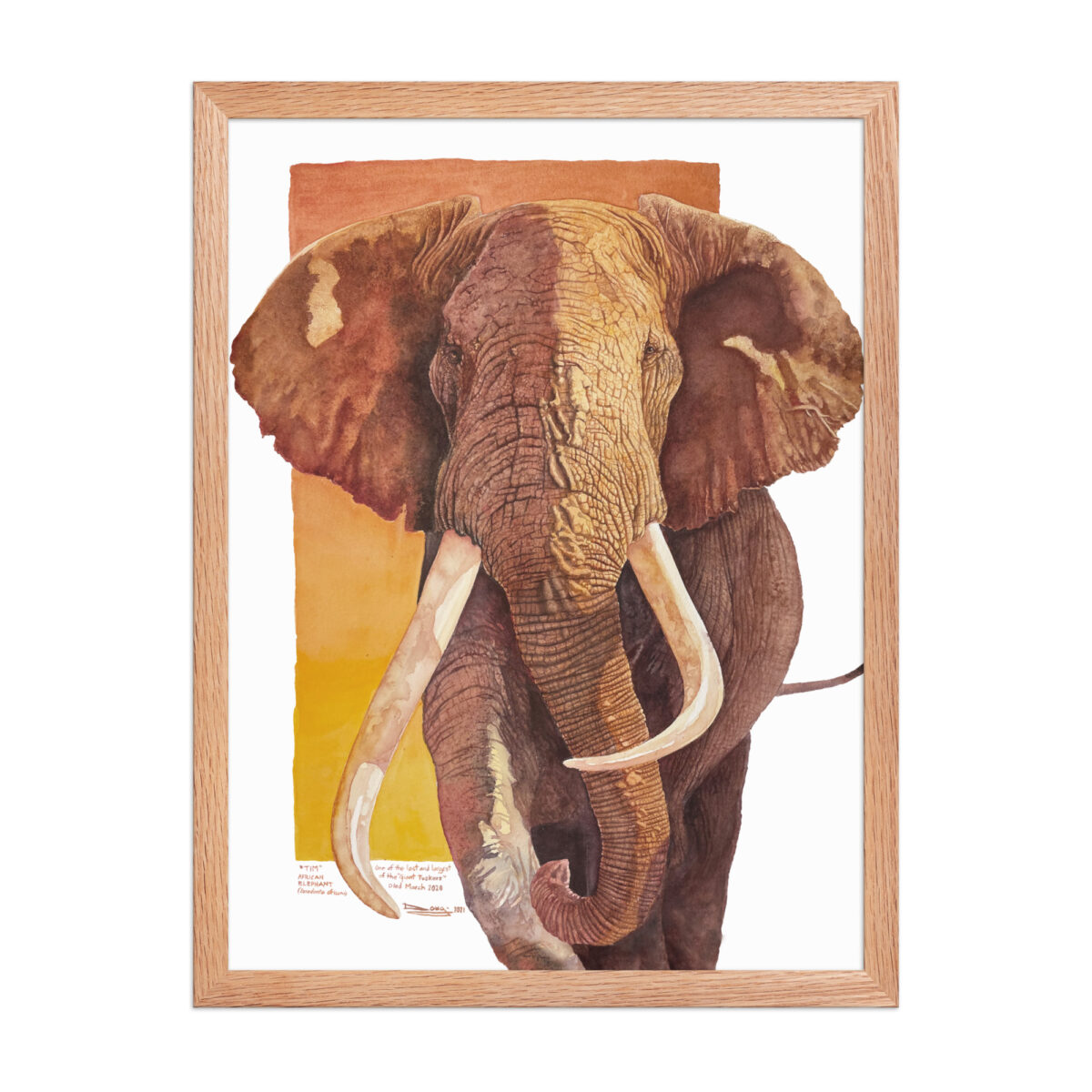 Framed poster, "Tim", one of the last of the giant tuskers - Image 21