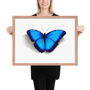 Framed poster, morpho butterfly, (Morpho peleides)